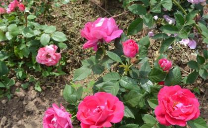 大(dà)花月季