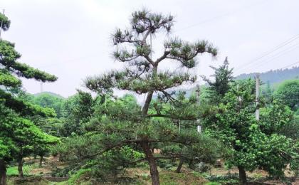 湖南哪裏有苗圃基地(dì / de)