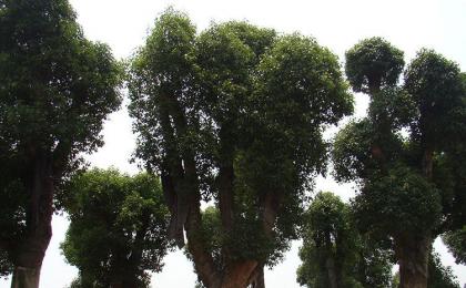 香樟樹苗什麽價格