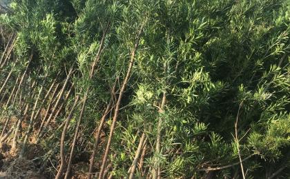 湖南羅漢松苗木基地(dì / de)在(zài)哪