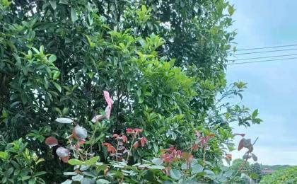 樹狀大(dà)花月季苗哪裏有賣？