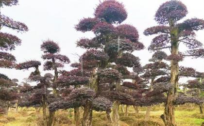 湖南花木産業已形成三條産業帶