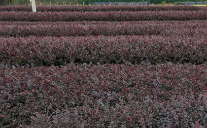 國(guó)外綠化苗木種植技術，歐美苗圃如何經營
