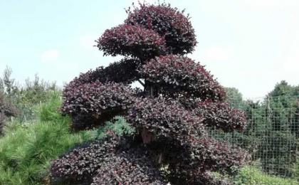 浏陽園林苗木種植基地(dì / de)在(zài)哪裏啊