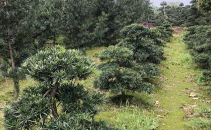 春季苗圃管理不(bù)能停，這(zhè)些管理都需做到(dào)位