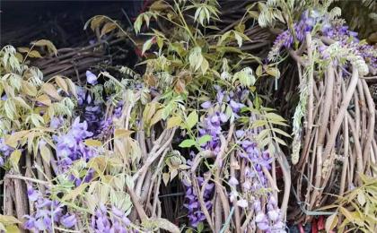 廣西适合種植紫藤嗎？