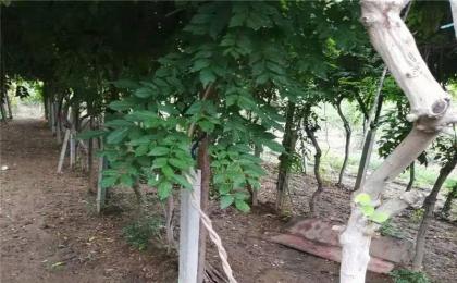 紫藤如何爬牆？