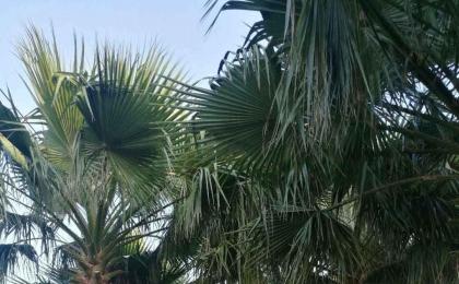 棕榈價格_長沙最新報價