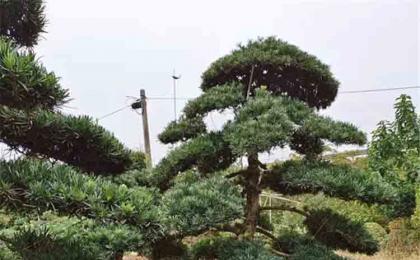 造型羅漢松要(yào / yāo)多少錢