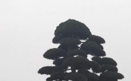 湖南綠化苗木批發去哪裏