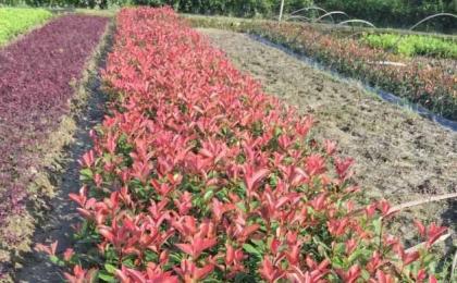 紅葉石楠種植密度是(shì)多少？