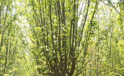 湖南可以(yǐ)種植西府海棠嗎
