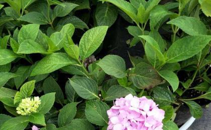 八仙花是(shì)落葉的(de)嗎