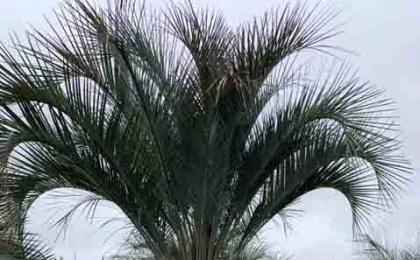 大(dà)型棕榈基地(dì / de)，海量現貨批發