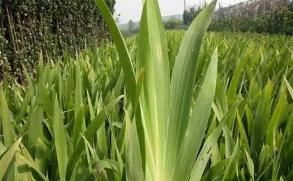 廣西可以(yǐ)栽植鸢尾花嗎