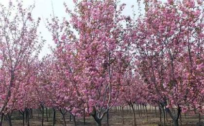 櫻花樹苗一(yī / yì ／yí)般什麽價格？