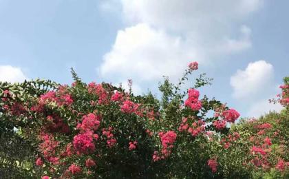 紫薇樹苗多少錢一(yī / yì ／yí)棵？
