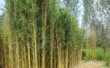 最多隻能長3m高左右的(de)庭院竹子(zǐ)有哪些？