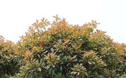 衡陽縣哪裏有高杆紅葉石楠買？