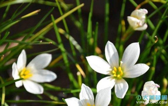 白花蔥蘭