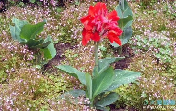 紅花美人(rén)蕉