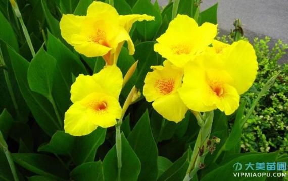 黃花美人(rén)蕉