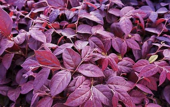 湖南浏陽市紅花檵木之(zhī)鄉的(de)由來(lái)