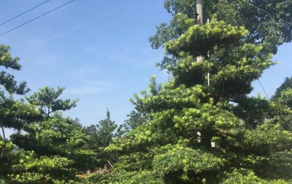 大(dà)型羅漢松造型圖片與價格