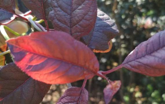 6米高的(de)紅葉李小苗圖片和(hé / huò)參考價格