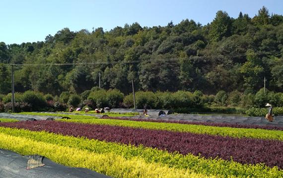 湖南最大(dà)的(de)5個(gè)苗木基地(dì / de)在(zài)哪裏