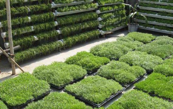 湖南屋頂綠化可以(yǐ)用那些品種的(de)綠化植物?