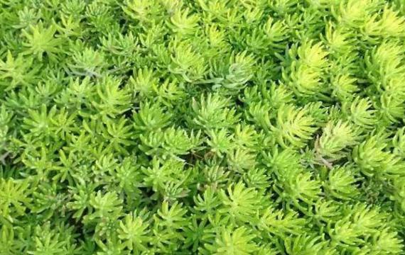 一(yī / yì ／yí)般屋頂綠化用什麽類型的(de)植物