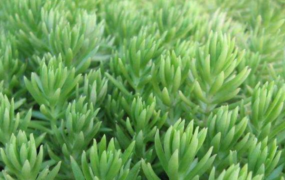 武漢屋頂綠化設計主要(yào / yāo)使用到(dào)什麽植物?