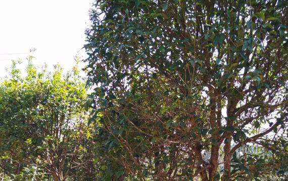 長沙苗木交易市場位置在(zài)哪