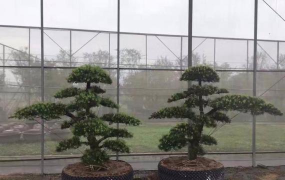 造型羅漢松價格怎麽樣