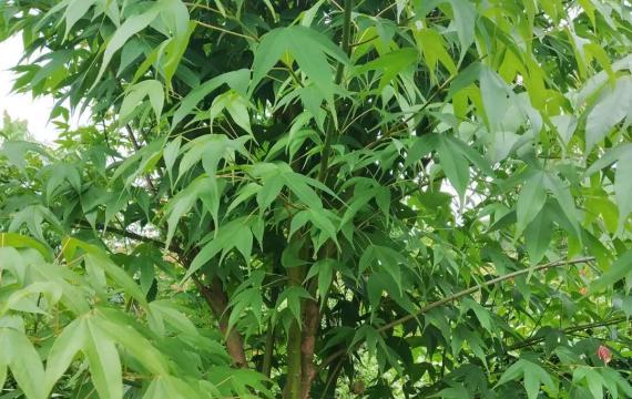 湖南适合種植的(de)觀賞樹