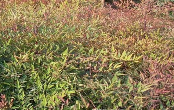 南天竹種植基地(dì / de)