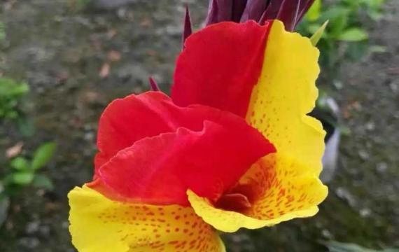 花大(dà)豔麗的(de)美人(rén)蕉品種