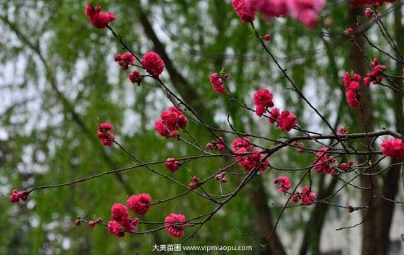 清新豔麗的(de)碧桃花