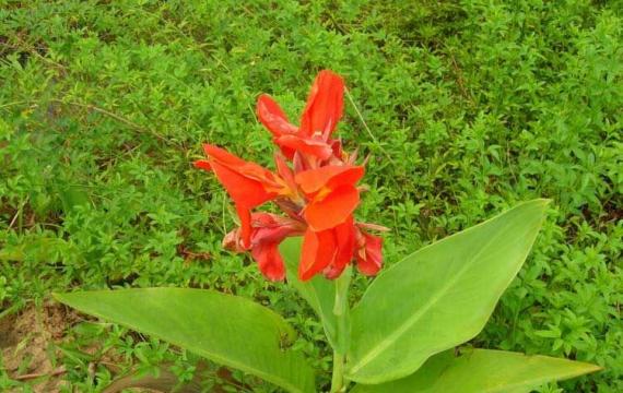 大(dà)花美人(rén)蕉