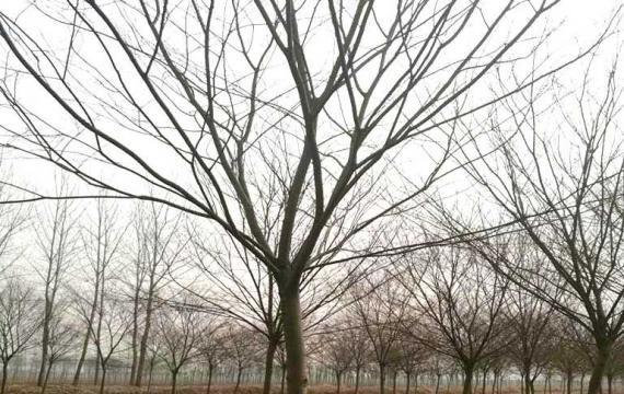 紅榉樹