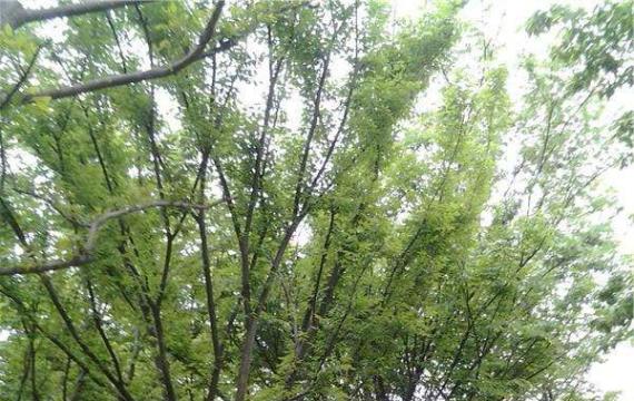 榉樹