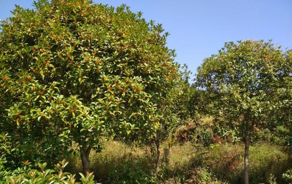 桂花樹