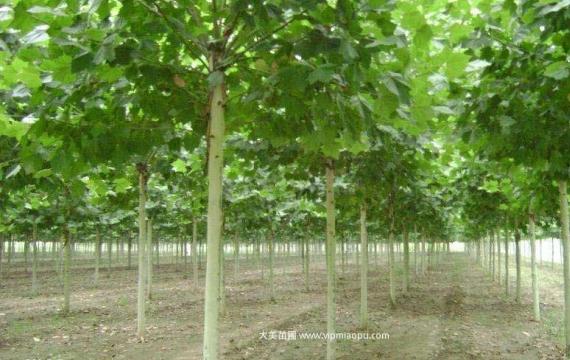 梧桐樹