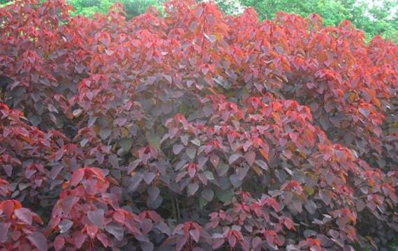 紅烏桕