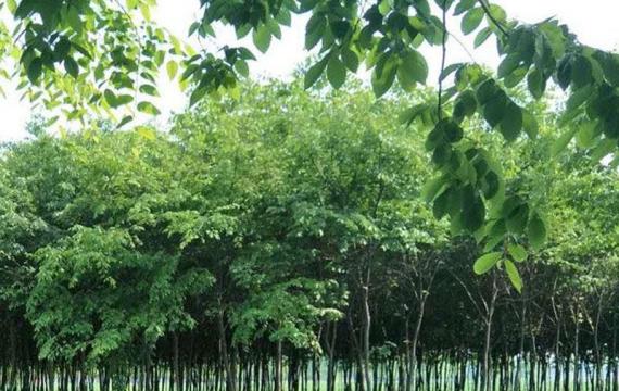 小葉榉