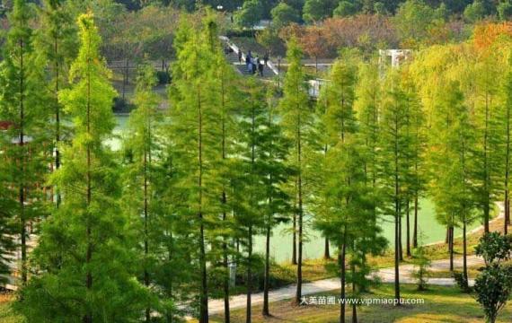 長沙市内有水杉苗購買?
