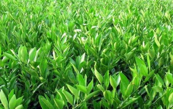 長沙苗木批發市場在(zài)哪裏