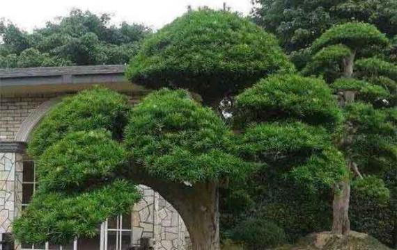造型羅漢松哪裏便宜