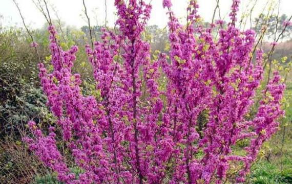 叢生紫荊